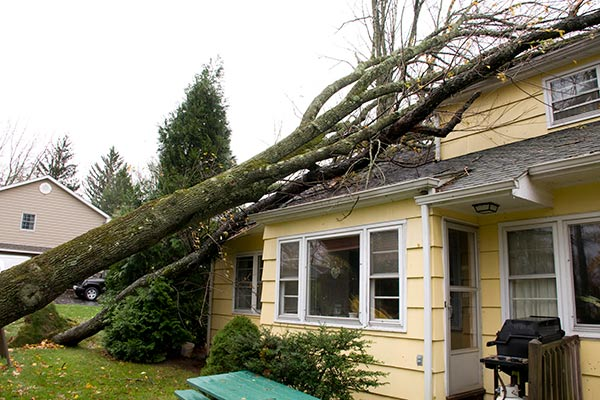 Trees Can Damage Your Roof
