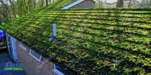 Shingles Are Covered With Moss And Algae