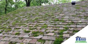 Uncontrolled Growth Of Moss And Mildew