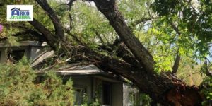 Tree fallen over roof .