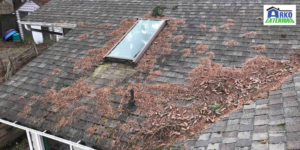 Remove debris