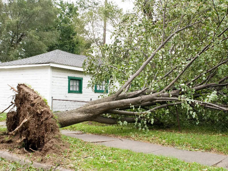 Large uprooted tree lying across a sidewalk near a white house with green window frames.