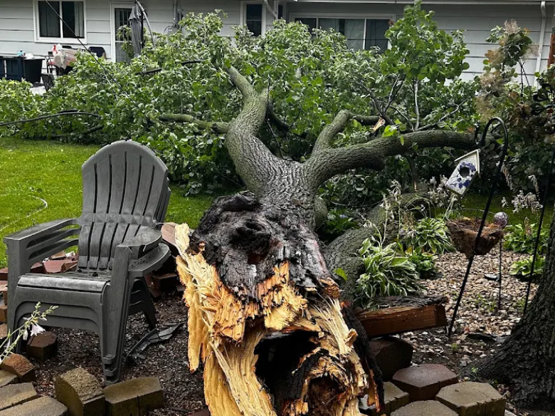 Large tree trunk broken and fallen in a backyard near plastic chairs and garden plants.
